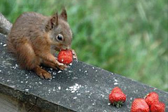 001.2023-January-25-UK-Red-Squirrels-plus-Brownsea-Island-IOW.-1-