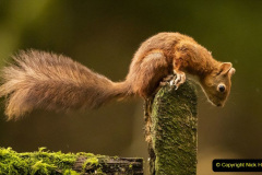 002.2023-January-25-UK-Red-Squirrels-plus-Brownsea-Island-IOW.-2-