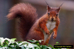 003.2023-January-25-UK-Red-Squirrels-plus-Brownsea-Island-IOW.-3-