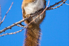 006.2023-January-25-UK-Red-Squirrels-plus-Brownsea-Island-IOW.-6-