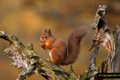 007.2023-January-25-UK-Red-Squirrels-plus-Brownsea-Island-IOW.-7-
