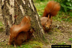 009.2023-January-25-UK-Red-Squirrels-plus-Brownsea-Island-IOW.-9-