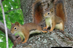 010.2023-January-25-UK-Red-Squirrels-plus-Brownsea-Island-IOW.-10-