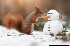 011.2023-January-25-UK-Red-Squirrels-plus-Brownsea-Island-IOW.-11-