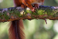 012.2023-January-25-UK-Red-Squirrels-plus-Brownsea-Island-IOW.-12-