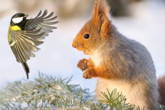013.2023-January-25-UK-Red-Squirrels-plus-Brownsea-Island-IOW.-13-