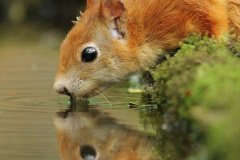 017.2023-January-25-UK-Red-Squirrels-plus-Brownsea-Island-IOW.-17-