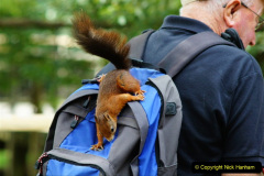 018.2023-January-25-UK-Red-Squirrels-plus-Brownsea-Island-IOW.-18-