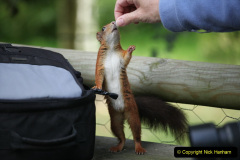 021.2023-January-25-UK-Red-Squirrels-plus-Brownsea-Island-IOW.-21-