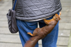 022.2023-January-25-UK-Red-Squirrels-plus-Brownsea-Island-IOW.-22-