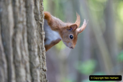 024.2023-January-25-UK-Red-Squirrels-plus-Brownsea-Island-IOW.-24-