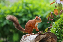 027.2023-January-25-UK-Red-Squirrels-plus-Brownsea-Island-IOW.-27-