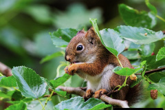 028.2023-January-25-UK-Red-Squirrels-plus-Brownsea-Island-IOW.-28-