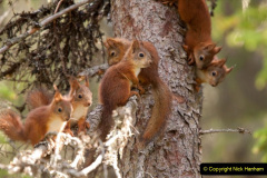 029.2023-January-25-UK-Red-Squirrels-plus-Brownsea-Island-IOW.-29-