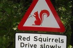 030.2023-January-25-UK-Red-Squirrels-plus-Brownsea-Island-IOW.-30-