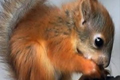 032.2023-January-25-UK-Red-Squirrels-plus-Brownsea-Island-IOW.-32-
