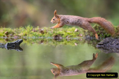 034.2023-January-25-UK-Red-Squirrels-plus-Brownsea-Island-IOW.-34-