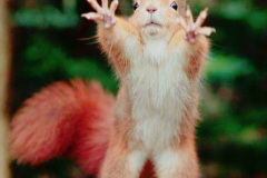 035.2023-January-25-UK-Red-Squirrels-plus-Brownsea-Island-IOW.-35-