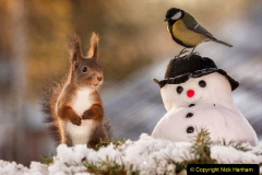 040.2023-January-25-UK-Red-Squirrels-plus-Brownsea-Island-IOW.-40-