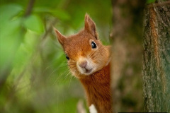 041.2023-January-25-UK-Red-Squirrels-plus-Brownsea-Island-IOW.-41-