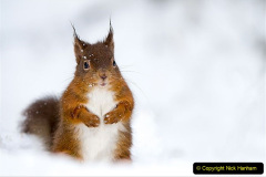 043.2023-January-25-UK-Red-Squirrels-plus-Brownsea-Island-IOW.-43-