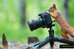 044.2023-January-25-UK-Red-Squirrels-plus-Brownsea-Island-IOW.-44-