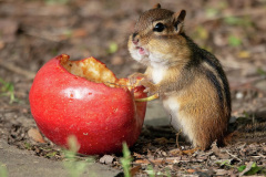 045.2023-January-25-UK-Red-Squirrels-plus-Brownsea-Island-IOW.-45-