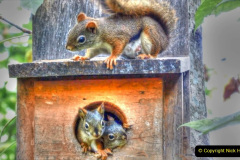 048.2023-January-25-UK-Red-Squirrels-plus-Brownsea-Island-IOW.-48-