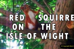 049.2023-January-25-UK-Red-Squirrels-plus-Brownsea-Island-IOW.-49-
