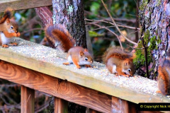 050.2023-January-25-UK-Red-Squirrels-plus-Brownsea-Island-IOW.-50-
