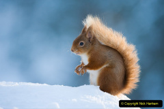 051.2023-January-25-UK-Red-Squirrels-plus-Brownsea-Island-IOW.-51-