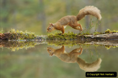052.2023-January-25-UK-Red-Squirrels-plus-Brownsea-Island-IOW.-52-