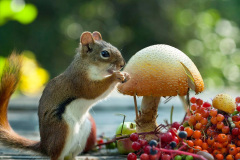 053.2023-January-25-UK-Red-Squirrels-plus-Brownsea-Island-IOW.-53-