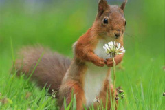 054.2023-January-25-UK-Red-Squirrels-plus-Brownsea-Island-IOW.-54-