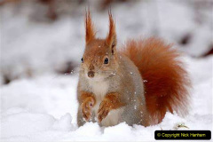 057.2023-January-25-UK-Red-Squirrels-plus-Brownsea-Island-IOW.-57-