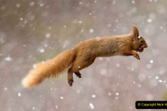 059.2023-January-25-UK-Red-Squirrels-plus-Brownsea-Island-IOW.-59-