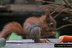 060.2023-January-25-UK-Red-Squirrels-plus-Brownsea-Island-IOW.-60-