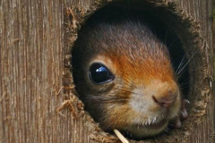 061.2023-January-25-UK-Red-Squirrels-plus-Brownsea-Island-IOW.-61-