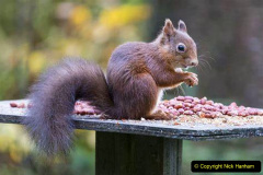 064.2023-January-25-UK-Red-Squirrels-plus-Brownsea-Island-IOW.-64-