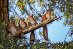065.2023-January-25-UK-Red-Squirrels-plus-Brownsea-Island-IOW.-65-