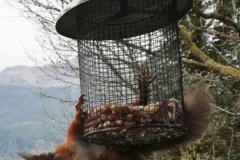 067.2023-January-25-UK-Red-Squirrels-plus-Brownsea-Island-IOW.-67-