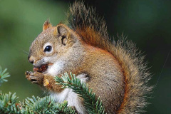 070.2023-January-25-UK-Red-Squirrels-plus-Brownsea-Island-IOW.-70-