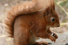 071.2023-January-25-UK-Red-Squirrels-plus-Brownsea-Island-IOW.-71-