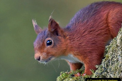 072.2023-January-25-UK-Red-Squirrels-plus-Brownsea-Island-IOW.-72-