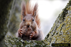 076.2023-January-25-UK-Red-Squirrels-plus-Brownsea-Island-IOW.-76-