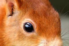 078.2023-January-25-UK-Red-Squirrels-plus-Brownsea-Island-IOW.-78-