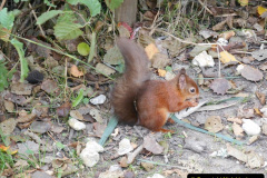 080.2023-January-25-UK-Red-Squirrels-plus-Brownsea-Island-IOW.-80-