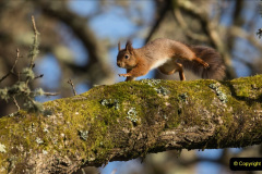 081.2023-January-25-UK-Red-Squirrels-plus-Brownsea-Island-IOW.-81-