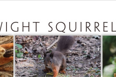 083.2023-January-25-UK-Red-Squirrels-plus-Brownsea-Island-IOW.-83-