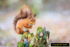 084.2023-January-25-UK-Red-Squirrels-plus-Brownsea-Island-IOW.-84-